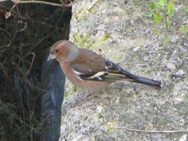 Maschio di fringuello